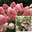 Гортензия метельчатая ‘Pink & Rose®’ Hydrangea paniculata ‘Pink & Rose®’
